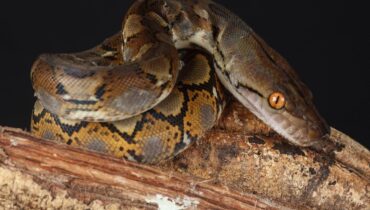 Attaque d'animal faits divers Indonésie Python Serpents