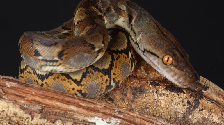 Attaque d'animal faits divers Indonésie Python Serpents