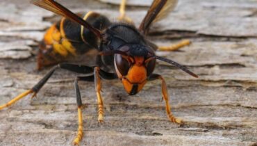 Accident mortel Entretien Jardin Frelon asiatique Marne Piqûres d'insectes tragédie