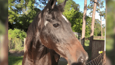 Abandon Animaux Burt Reynolds Chevaux Décès Équithérapie Records TV