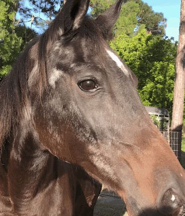 À 40 ans, Mokie l&rsquo;ancien cheval de Burt Reynolds s&rsquo;éteint après une vie extraordinaire