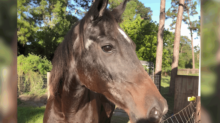 À 40 ans, Mokie l’ancien cheval de Burt Reynolds s’éteint après une vie extraordinaire Abandon Animaux Burt Reynolds Chevaux Décès Équithérapie Records TV