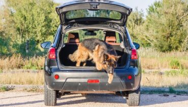 Belgique faits divers justice Maltraitance Animale Société violence