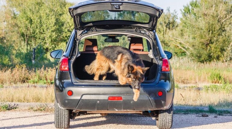 Il traîne son chien derrière sa voiture, sa maison incendiée par des internautes en colère Belgique faits divers justice Maltraitance Animale Société violence