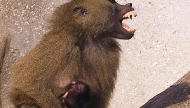 Allemagne : la décision radicale d’un zoo face à des babouins « ingérables »