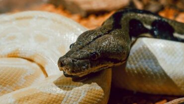 En Indonésie, ce qu’ils ont découvert dans le ventre du python de 8 mètres a bouleversé tout le village