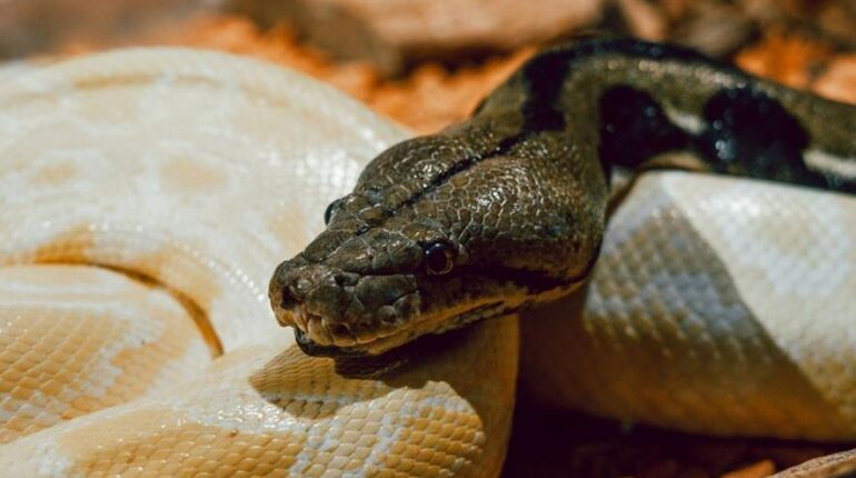 Animaux sauvages faits divers Indonésie Mort Python Serpents
