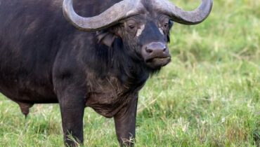 Agriculteur Animaux d'élevage Buffles Oklahoma tragédie
