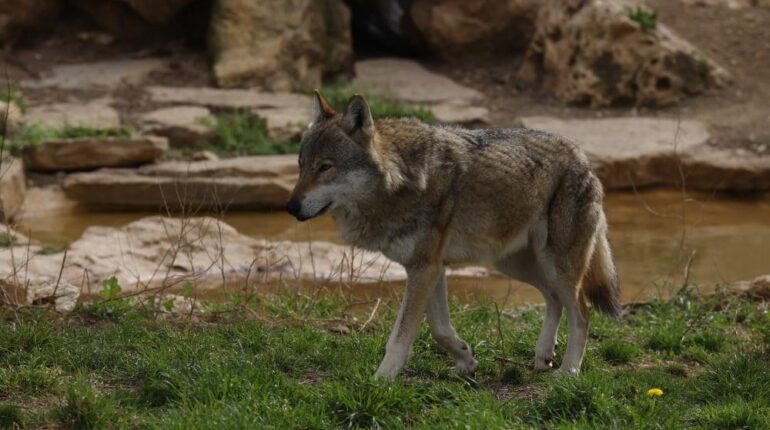 Emmanuel Macron : « Là où il y a du pastoralisme, il faut empêcher… » actualité politique France chien-loup Élevage environnement Pastoralisme