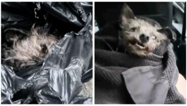 Abandon animal Actualités animales Ce chien Maltraitance Animale Sauvetage animal