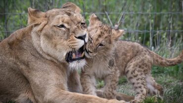 Abandon Animaux Actualités animales Animaux sauvages Euthanasie Lionceaux zoo