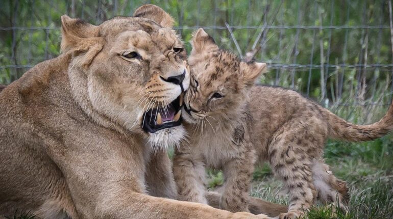 Abandon Animaux Actualités animales Animaux sauvages Euthanasie Lionceaux zoo
