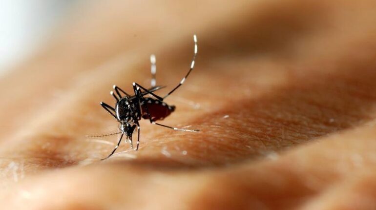 Chikungunya dans l’Hérault : ce que révèle l’état de santé des 4 personnes contaminées à Castries Castries Chikungunya Hérault Moustiques prévention risque santé