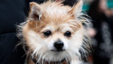 accident Alpinisme Ce chien Fait divers premiers secours Suisse
