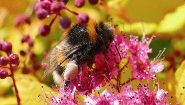 Abeilles Attaque animale Essaim faits divers Incident premiers secours