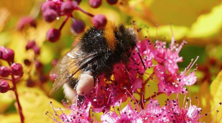 L’essaim s’attaque à 24 passants à Aurillac : une octogénaire piquée 25 fois, les causes restent mystérieuses Abeilles Attaque animale Essaim faits divers Incident premiers secours