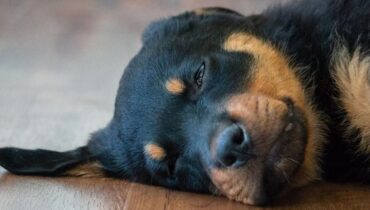 Abandon Animaux Cruauté Animale Gironde justice Rottweiler violence