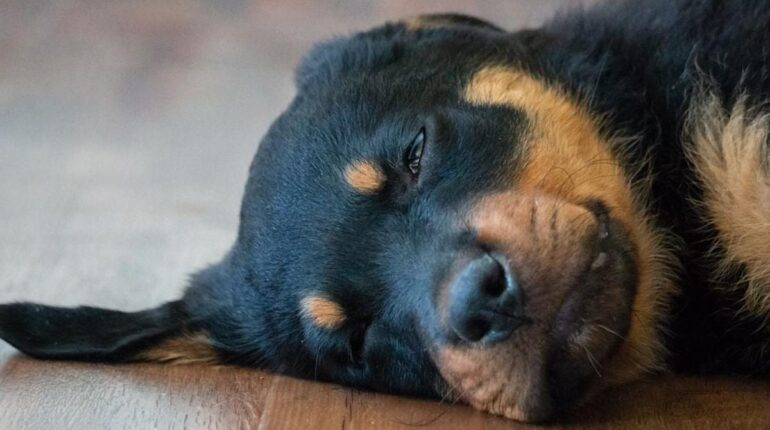 Gironde : il abat la chienne de ses voisins de 17 balles et avoue « en légitime défense » Abandon Animaux Cruauté Animale Gironde justice Rottweiler violence