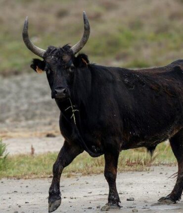 Accusé de maltraitance animale, cet agriculteur se fait charger par son propre taureau : la vraie raison de sa colère