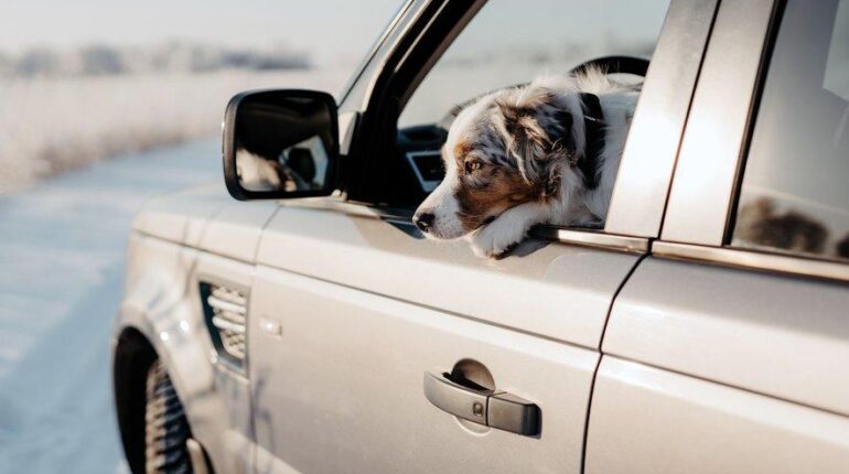 En Belgique, il traîne son chien par la fenêtre de sa voiture : ce qui s’est passé après a tourné au drame Abandon Animaux Conséquences faits divers justice Maltraitance Animale