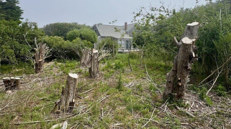 Il abat 16 arbres de sa voisine pour vendre sa maison : « Je voulais une vue imprenable sur… » Droit immobilier faits divers justice Litige de voisinage Propriété privée