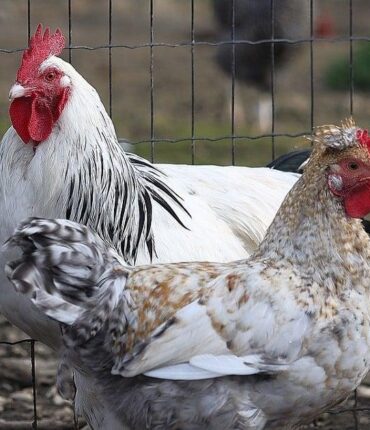 Cette réglementation méconnue qui peut vous coûter jusqu&rsquo;à 6 000 euros par m² dans votre jardin