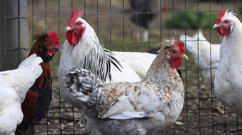 Cette réglementation méconnue qui peut vous coûter jusqu’à 6 000 euros par m² dans votre jardin Amendes Entretien Jardin Poulailler Propriété de Pandawa Réglementation Urbanisme