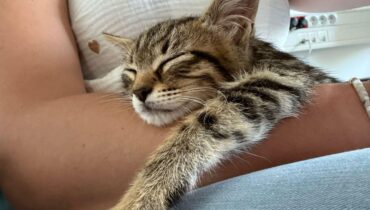 Abandon Animaux abattu par la police adoption bien être Insolite La Rochelle
