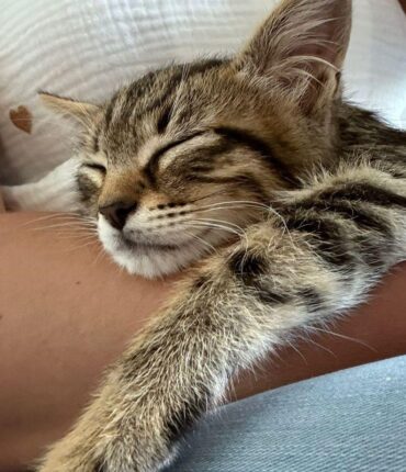 La Rochelle : Le chaton Cheops adopté par les policiers pour une raison inattendue