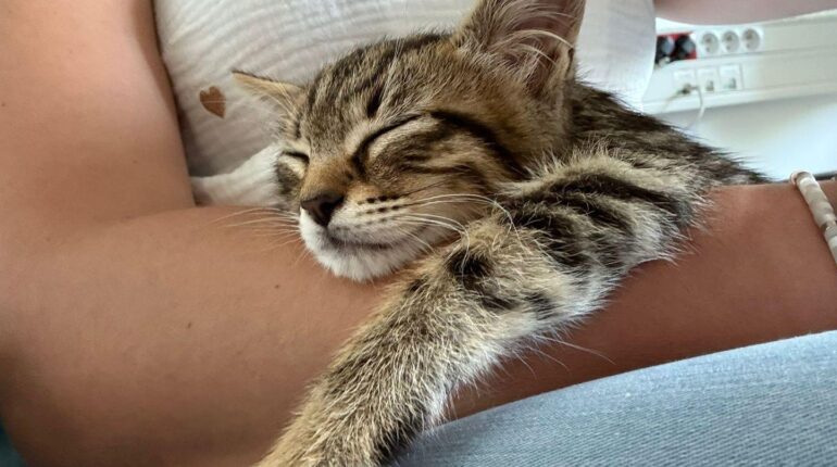 La Rochelle : Le chaton Cheops adopté par les policiers pour une raison inattendue Abandon Animaux abattu par la police adoption bien être Insolite La Rochelle