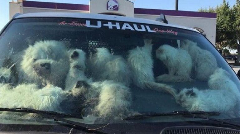 La propriétaire des 106 chats affaiblis et des 28 décédés dans une camionnette à 37°C arrêtée en Californie Abandon Animaux Bien-être Animal Cruauté Animale faits divers Sauvetage Animaux