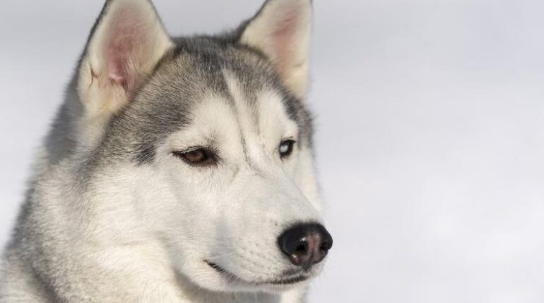 En jouant avec le chien des voisins, un enfant de 4 ans victime d’une morsure au visage : l’analyse qui va déterminer le sort de l’animal Abandon Animaux allaité trois enfants contrôles de sécurité les animaux de compagnie Morsure de chien prévention