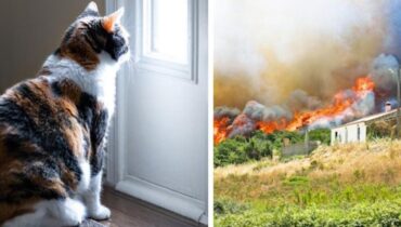 Abandon Animaux Aude chats Controverse Incendie Jeux de société
