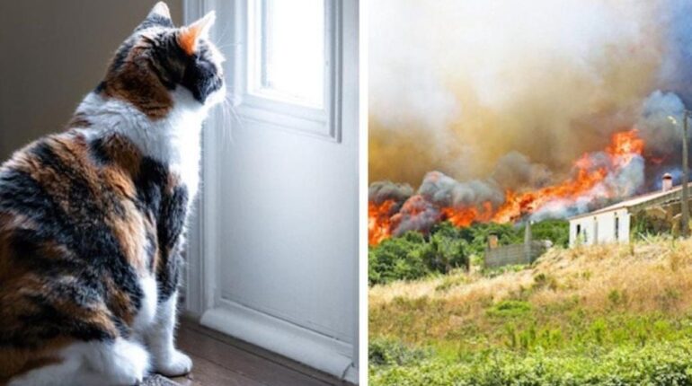 Incendie dans l’Aude : elle fuit en abandonnant ses chats, la toile se divise Abandon Animaux Aude chats Controverse Incendie Jeux de société