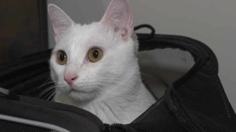 110 euros d’amende pour des miaulements : le refus catégorique de Camille à la SNCF ’il est un chat Abandon Animaux Amendes Communauté gens du voyage passagers SNCF