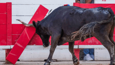 accident Course camarguaise Mauguio Tauromachie Traditions camarguaises