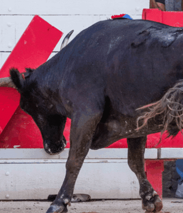 Roger Meynier, 72 ans, violemment projeté par le taureau Yakari : « Cul de poule » hospitalisé après avoir brisé les barrières