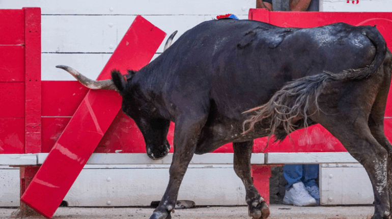 Roger Meynier, 72 ans, violemment projeté par le taureau Yakari : « Cul de poule » hospitalisé après avoir brisé les barrières accident Course camarguaise Mauguio Tauromachie Traditions camarguaises
