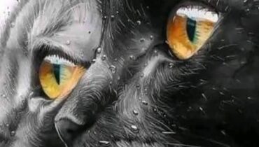 Ce que révèle enfin le quatrain 4:22 de Nostradamus sur vos chats