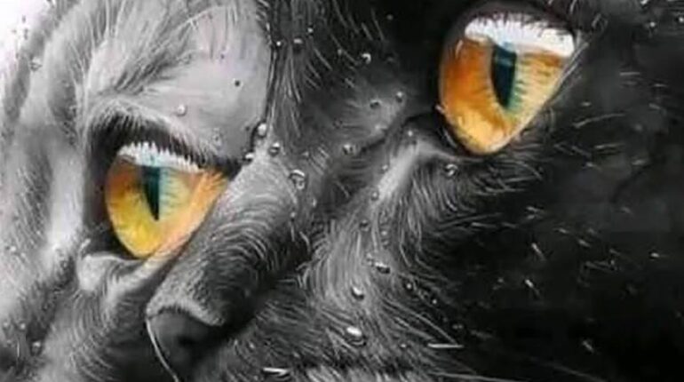 Ce que révèle enfin le quatrain 4:22 de Nostradamus sur vos chats chats les animaux de compagnie Mystères Nostradamus Prophéties spiritualité.