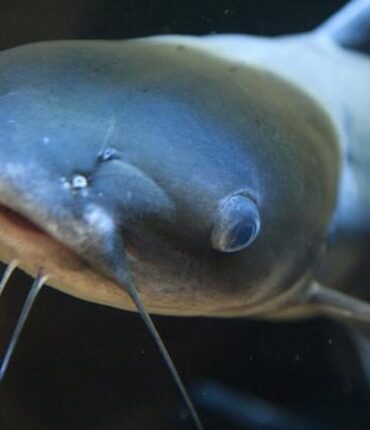 Un monstre de 2 mètres l&rsquo;attire vers le fond : le témoignage de l&rsquo;ado qui a échappé au silure géant du Gers