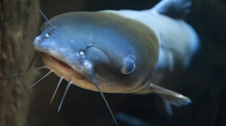 Un monstre de 2 mètres l’attire vers le fond : le témoignage de l’ado qui a échappé au silure géant du Gers Abandon Animaux Blackie Étrangers faits divers Faune aquatique Silure