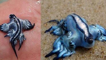 Animaux marins Costa Blanca danger Dragon bleu Fermeture de plages Glaucus atlanticus Piqûres d'insectes