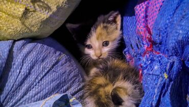 Bas-Rhin Chatons chats Ottrott Protection Animale Sauvetage animal