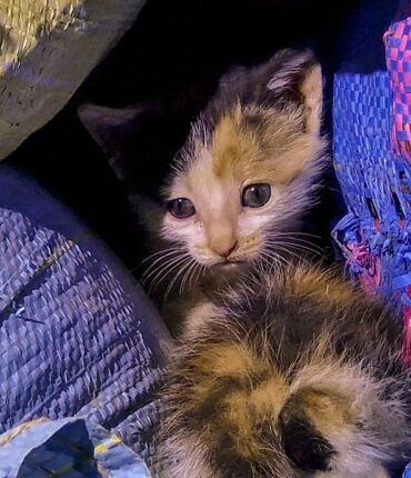 Des miaulements au fond d&rsquo;un conteneur révèlent un sauvetage inattendu à Ottrott