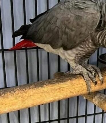 Il répétait sans cesse « Deux pour 25 » avec des billets dans le bec : ce perroquet a fait tomber tout un réseau