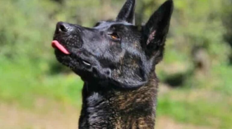 Smoke euthanasié malgré 70 000 signatures et l’offre de Rémi Gaillard : « On ne lâchera rien, ça ira très loin » ASPA chiens Euthanasie animale Justice animale Mobilisation citoyenne Protection Animale