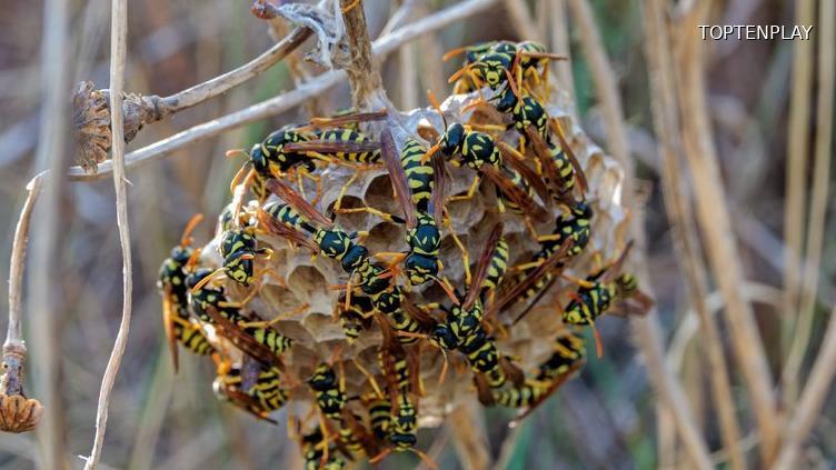 Image d'illustration © TopTenPlay