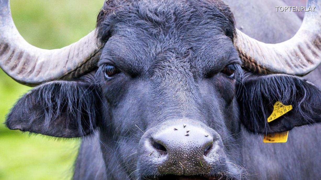 Image d'illustration © TopTenPlay