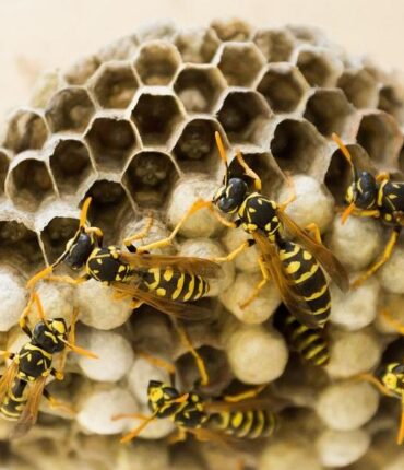 « J&rsquo;étais prête à tout » : cette retraitée de 78 ans balance un nid de guêpes sur les squatteurs et promet de recommencer